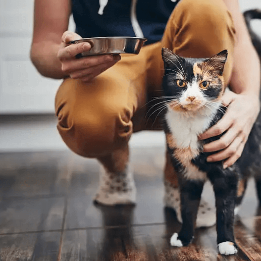 House Visit (20-30 minutes for up to 3 pets)