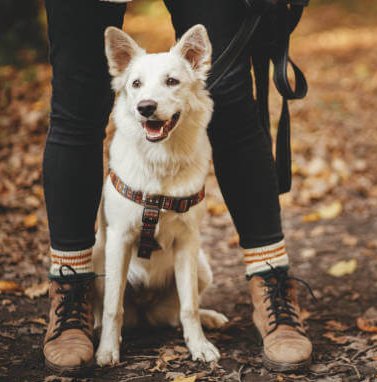 Dog Walk (1 hour)