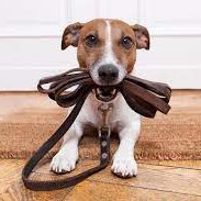 Dog Walk (30 minutes)