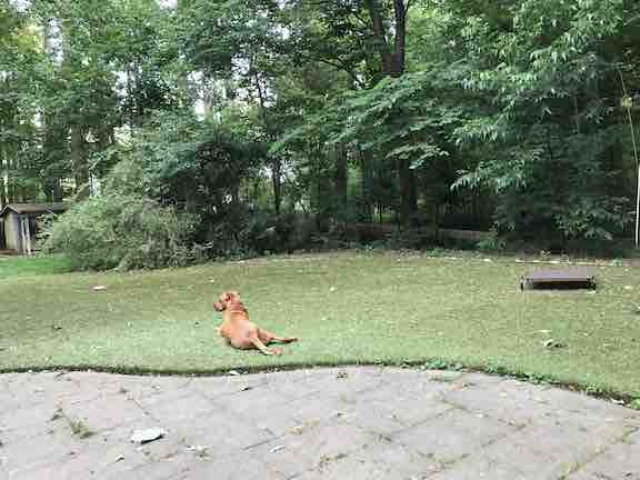 Dog Stays at Loving Care