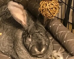 Skippy, the Giant Flemish Rabbit