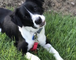 Skye