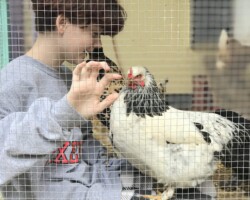 Wren and her super friendly pet chickens.